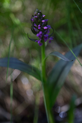 Dactylorhiza