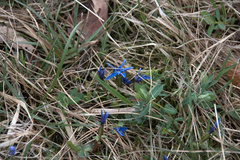 Gentiana verna
