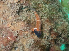 Enneapterygius atrogulare