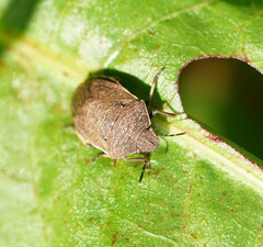 Paradictyotus fuscus