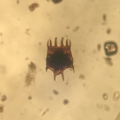 Plationus patulus