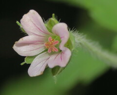 Geranium sibiricum