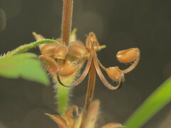 Geranium sibiricum