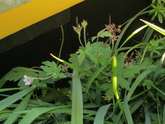 Geranium sibiricum