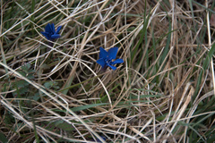 Gentiana verna