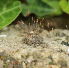 Tortula muralis muralis