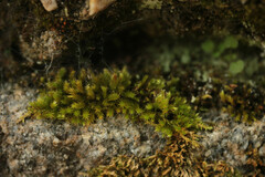 Homalothecium sericeum