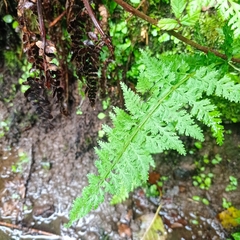 Cystopteris viridula