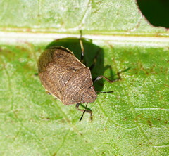 Paradictyotus fuscus