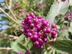Callicarpa formosana