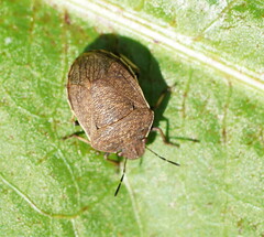 Paradictyotus fuscus