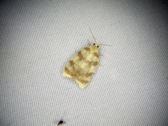 Acleris leechi