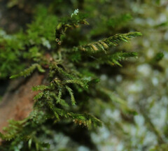 Cryphaea heteromalla