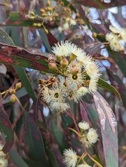 Eucalyptus melliodora