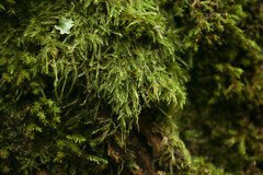 Hypnum cupressiforme filiforme