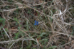 Gentiana verna