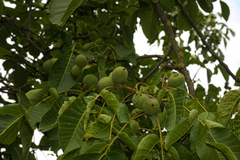 Juglans regia