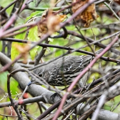 Oreoscoptes montanus