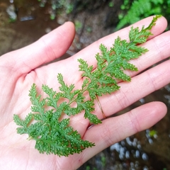 Cystopteris viridula