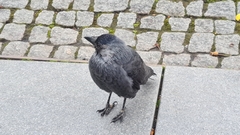 Corvus monedula