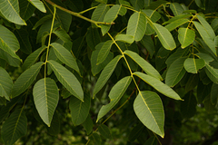 Juglans regia