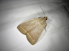 Simplicia niphona