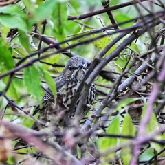 Oreoscoptes montanus