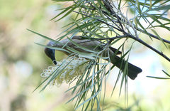 Philemon citreogularis