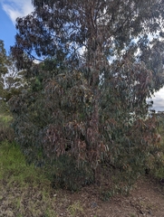 Eucalyptus melliodora