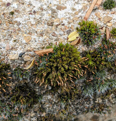 Orthotrichum anomalum