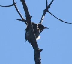 Colaptes auratus luteus