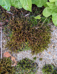 Schistidium crassipilum