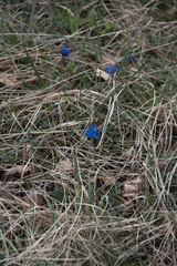 Gentiana verna