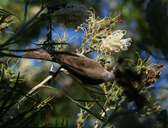 Philemon citreogularis