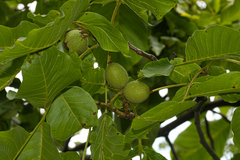 Juglans regia
