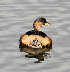 Tachybaptus ruficollis capensis