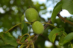 Juglans regia