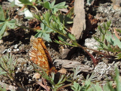Boloria chariclea
