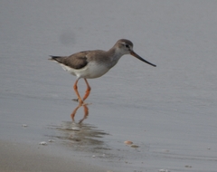 Xenus cinereus