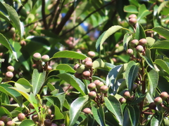 Schima superba superba