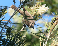 Philemon citreogularis