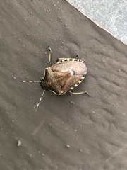 Holcostethus sphacelatus