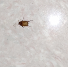 Cyclocephala melanocephala