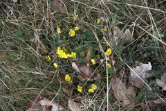 Potentilla