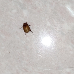 Cyclocephala melanocephala