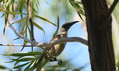 Philemon citreogularis