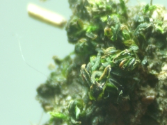 Syntrichia latifolia