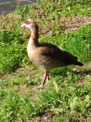 Alopochen aegyptiaca