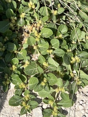 Alternanthera pungens