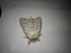 Cnethodonta grisescens